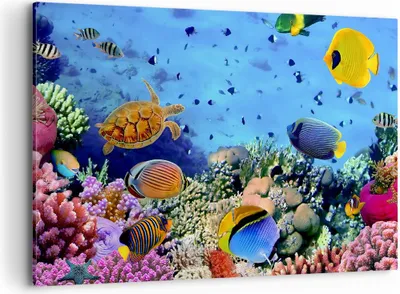 Produktbild von Bild auf Leinwand - Leinwandbild - Korallenriff - 100x70cm - Wand Bild - Wanddeko - Wandbilder - Leinwanddruck - Bilder - Kunstdruck - Wanddekoration - Leinwand bilder - Wandkunst - AA100x70-3569