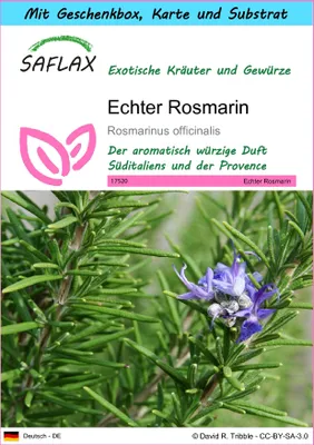 Produktbild von SAFLAX - Geschenk Set - Kräuter - Echter Rosmarin - 100 Samen - Mit Geschenk- / Versandbox, Versandaufkleber, Geschenkkarte und Anzuchtsubstrat - Rosmarinus officinalis