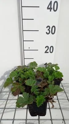 Produktbild von 6 x  Geum hybr. 'Totally Tangerine'® - Nelkenwurz - Topf 9 x 9 cm