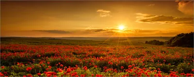 Produktbild von Wallario Poster - Mohnblumenwiese bei Sonnenuntergang am Abend, Kunstdruck Größe: 80 x 200 cm