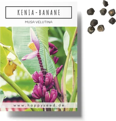 Produktbild von Kenia Bananen Samen (Musa velutina) - Exotische rosa Zwergbanane mit wunderschönen Blüten und kleinen, roten Bananen