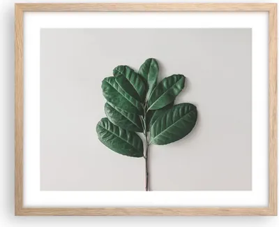 Produktbild von Gerahmtes Poster - Rahmen in heller Eiche - Blätter Pflanzen Botanik - 50x40 cm - Wand Bild - Wanddeko - Wandbilder - Kunstposter - Wandposter - Bilderrahmen - Bilder - Kunstdruck - P2NAA50x40-4956