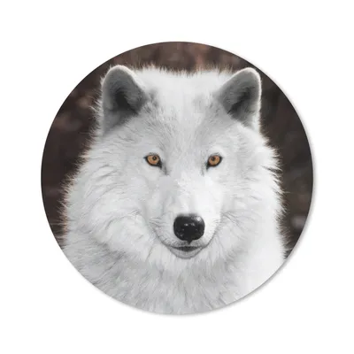 Produktbild von MuchoWow® Mauspad Mousepad Wolf - Weiß - Porträt 20x20 cm - Mousepads - Maus Mat - Pad - Mausunterlage - Schreibtischmatte