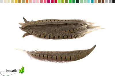 Produktbild von 10 Fasanenfedern Natur, Länge:20-25cm