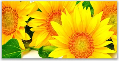 Produktbild von Tulup Leinwand-Bilder 120x60 Wandbild Canvas Kunstdruck Sonnenblumen Pflanzen