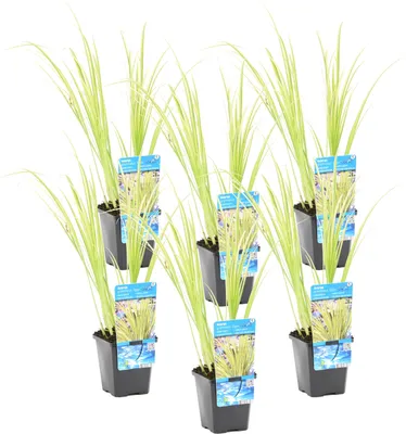 Produktbild von Bloomique - 6er Set - Acorus Ogon - Zwergkalamus - Teichpflanzen Winterhart - Wasserpflanzen - Zone 1-2 - Höhe 10-20 cm - Topf 9 cm