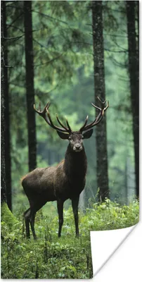 Produktbild von MuchoWow® Poster Hirsche - Bäume - Geweihe 60x120 cm - Wandschmuck