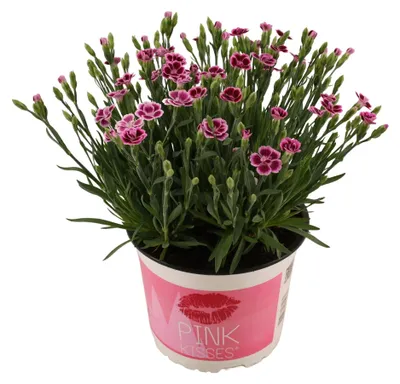 Obrázek produktu pro Hřebíček Dianthus Pink Kisses, Ø 17 cm, výška 40 cm, voňavá zahradní rostlina s růžovými květy
