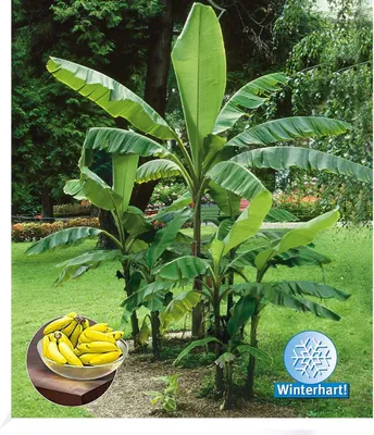 Produktbild von BALDUR Garten Winterharte Bananen 'grün', 1 Pflanze, Faserbanane Bananenbaum Musa basjoo Bananenpflanze, mehrjährige winterharte Staude, Bananen-Früchte essbar