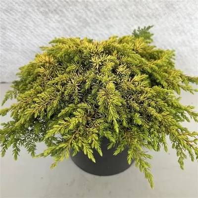 Immagine prodotto di Juniperus comm. 'Lemon Carpet' - Ginepro rampicante giallo | 30-40 in vaso