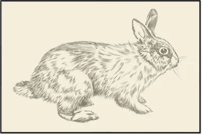 Produktbild von Wallario Wandbild Hase als illustrierte Bleistiftzeichnung, Größe: 61 x 91,50 cm, Poster mit schwarzem Aluminiumrahmen