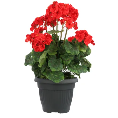 A potted red geranium plant against a white background.