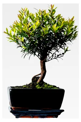 Produktbild von Syzygium Bonsai (ca. 8 Jahre)