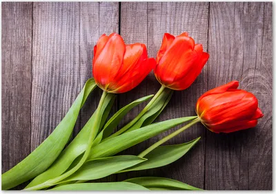 Produktbild von Tulup® Glas-Bild - 100 x 70 - Wandbild aus Glas - Wandkunst - Wandbild hinter gehärtetem Sicherheitsglas - Blumen & Pflanzen - Rote Tulpen - Rot