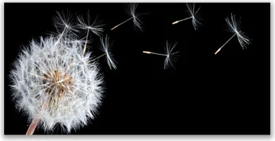 Produktbild von Tulup Leinwand-Bilder 140x70 Wandbild Canvas Kunstdruck Pusteblume Pflanzen