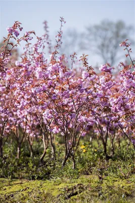 Produktbild von Prunus serrulata 'Kanzan', Japanische Blütenkirsche, rosa, 80–100 cm