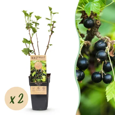 Productafbeelding van Ribes nigrum Titania - Bessenplant - Winterhard - Zwarte Bes - 2 Planten - 40-50cm - Ø15cm - Tuinplant