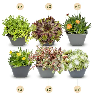 Image de 12x - Alpine mix - Ø7cm - ↕10-12cm