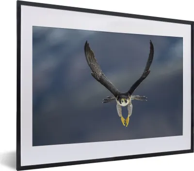 Produktbild von MuchoWow® MuchoWow® Gerahmtes Poster Wanderfalke - Vogel - Federn 40x30 cm - Poster mit zchwarzem Bilderrahmen - Bilderrahmen - Poster im Rahmen