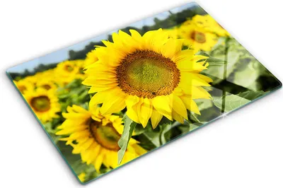Imagen del producto de Cubierta para placa de cocina – Cubierta para placa de inducción – Placa de vidrio protectora – 80x52 cm – Placas de vidrio protectoras para cocina – Vidrio templado – Flores de girasol