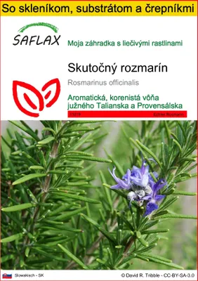 Obrázok produktu pre SAFLAX Kultivačný set - Skutočný rozmarín - Rosmarinus officinalis - 100 Semená - S mini skleníkom, pestovateľským substrátom a 2 črepníkmi