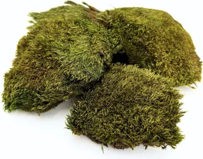 Productafbeelding van BioClumb Mos, Polstermos, bosjes, 100 gram