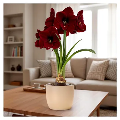 Produktbild von Wachs-Amaryllis-Zwiebeln Grün – Wachsamaryllis 28/30 Großformat | 2 Stück | gewachst/wax | ohne Gießen | Exklusive Zimmerpflanzen aus Holland - Hippeastrum