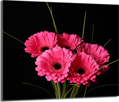 Produktbild von Glas-Herdplattenschutz 60x52 Gerbera