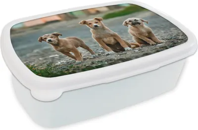 Produktbild von KitchenYeah® Lunchbox Brotzeit Brotdose 17x11 cm Hunde - Welpe - Auswärts Kinder Brotzeitdose - Lunch Box - Kinder - Sandwich-Box - Schulbox - Lunch Boxen