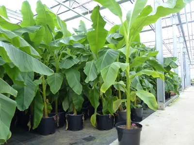 Produktbild von 2 Stück Bananenstaude Banane Musa Basjoo 170 cm winterhart Staude japanische Faserbanane
