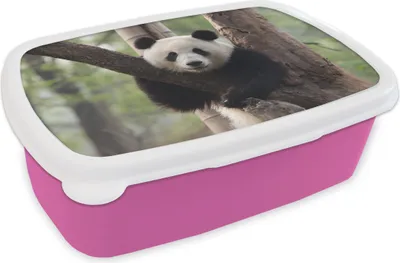 Obrázek produktu pro KitchenYeah® Lunchbox Box na oběd 17x11 cm Panda - strom - les Dětský box na oběd - sendvičový box - box na chléb - sendvičový box