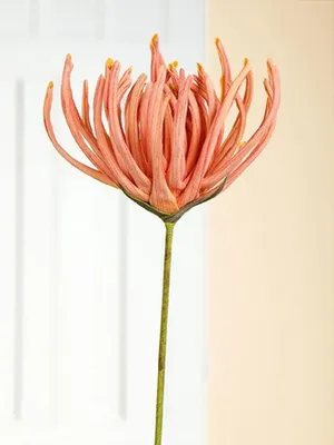 Produktbild von Gilde Deko Zuckerbusch-Blüte Protea