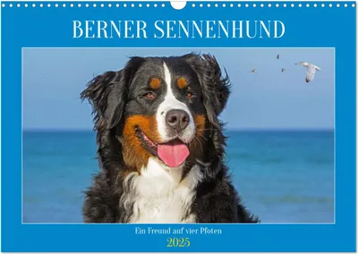 Produktbild von Berner Sennenhund - Ein Freund auf vier Pfoten (Wandkalender 2025 DIN A3 quer), CALVENDO Monatskalender
