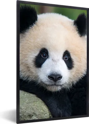 Produktbild von MuchoWow® Gerahmtes Poster Panda - Wildtiere - Porträt - Stein 20x30 cm - Poster mit Schwarzem Bilderrahmen Wandposter Rahmen Foto Bilder - Drucken - Bilder Poster im Rahmen