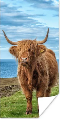 Produktbild von MuchoWow® Poster Schottischer Highlander - Wasser - Hörner 20x40 cm - Plakat - Foto