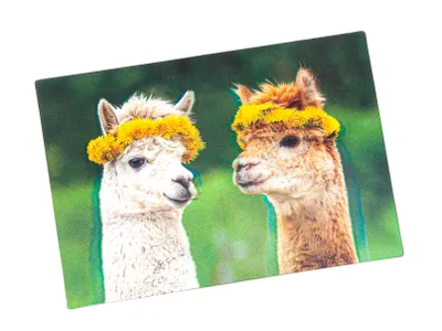 Produktbild von Cornelissen 1037441 Alpaka 3D-Postkarte
