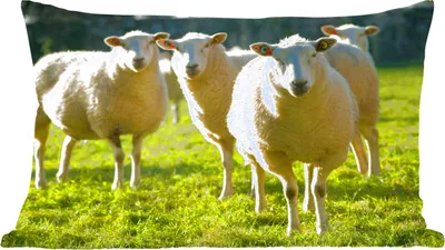 Produktbild von MuchoWow® Zierkissen Sofakissen Wohnzimmer Dekokissen 50x30 cm Schafe - Tiere - Wolle - Wohnzimmerdekoration - Polster mit Photo