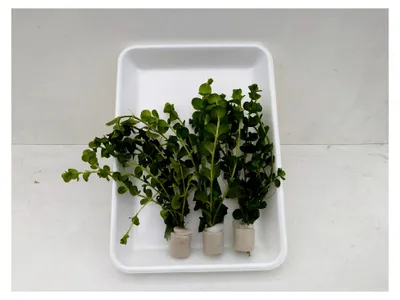 Produktbild von 1 Bund Lysimachia nummularia Pfennigkraut, Aquarienpflanzen, Teichpflanzen lebende Aquarienpflanzen