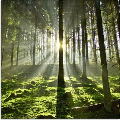 Produktbild von ARTland Glasbild Wald im Gegenlicht Größe: 30x30 cm