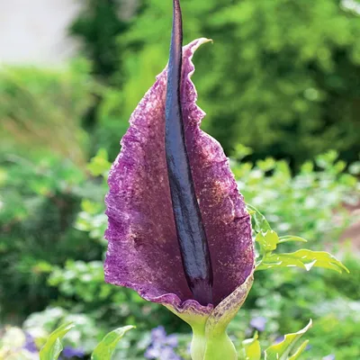 Produktbild von Dracunculus Zwiebel Dracunculus Vulgaris Drachenwurzel Drachenzungenlilie 1 St.