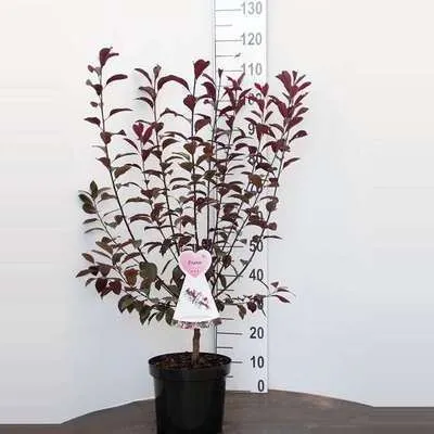Obrázok produktu pre Prunus cistena - Trpasličia krvavá slivka 60- 80 cm - Kontajner
