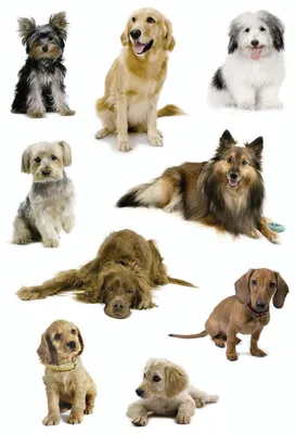 Produktbild von Schmucketikett Decor Hundefotos VE=10x27 Stück