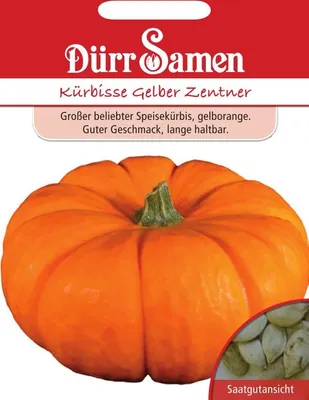 Produktbild von Dürr-Samen - Kürbis Gelber Zentner - Saatgut - 0065