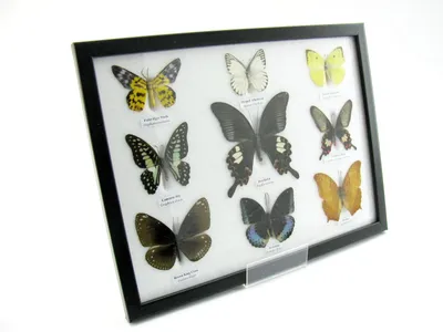 Image de Neuf papillons naturalisés, présentés sous verre dans un cadre photo