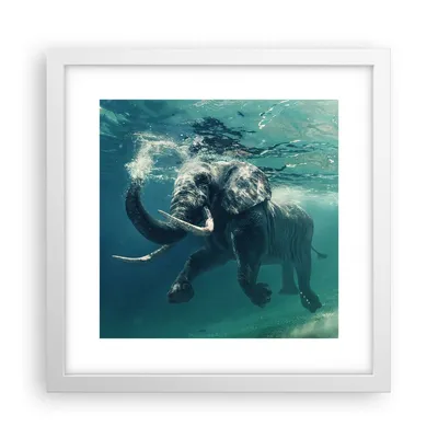 Produktbild von Gerahmtes Poster - Weißer Rahmen - Elefant Tier Wasser - 30x30 cm - Wand Bild - Wanddeko - Wandbilder - Kunstposter - Wandposter - Bilderrahmen - Bilder - Kunstdruck - Wandbild - P2WAC30x30-3944