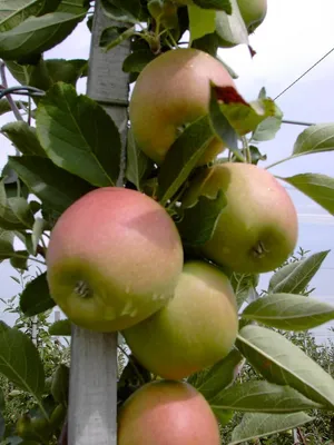 Produktbild von Braeburn Winterapfel  Buschbaum 110-140 cm MM 111