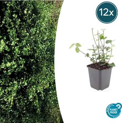 Image de Plante couvre-sol - Euonymus fortunei 'Coloratus' - Pot de 9 cm - Lot de 12 plantes