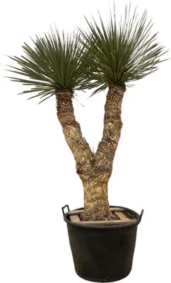Produktbild von Everyplants Yucca Rostrata Hidra - 200 cm, Ø60 cm