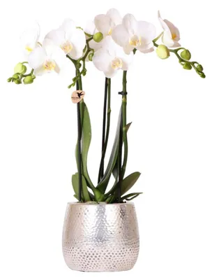 Obrázek produktu pro Kolibri Orchids – bílá orchidej Phalaenopsis Amabilis + květináč Elite, stříbrný – velikost květináče 9 cm, výška 35 cm – kvetoucí pokojová rostlina