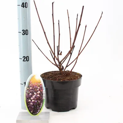 Zdjęcie produktu dla Physocarpus opulifolius 'Diabolo' PBR – piżmowiec | 25–30 cm w doniczce